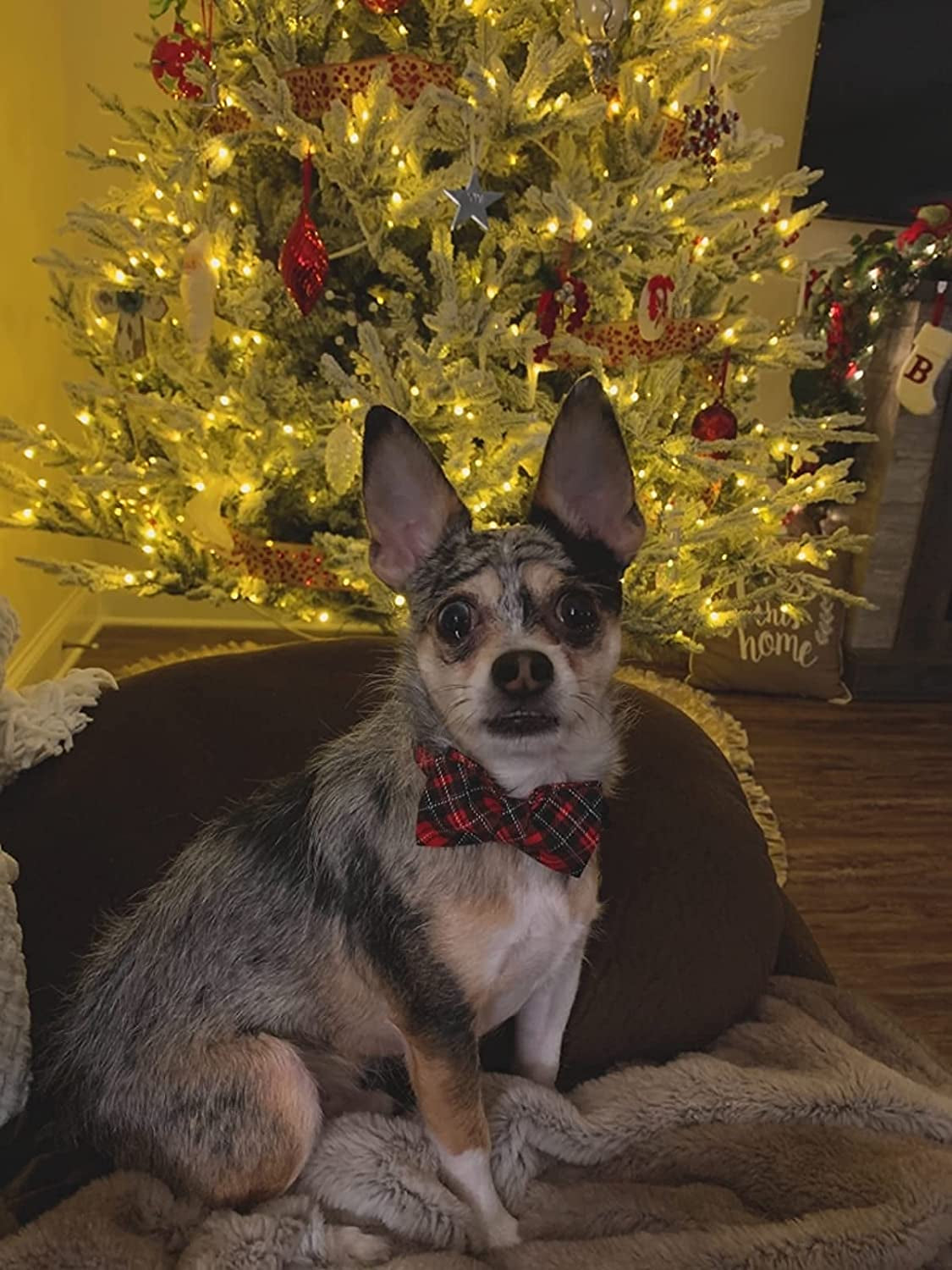 Red+Black Plaid Dog Bow Tie & Collar Set