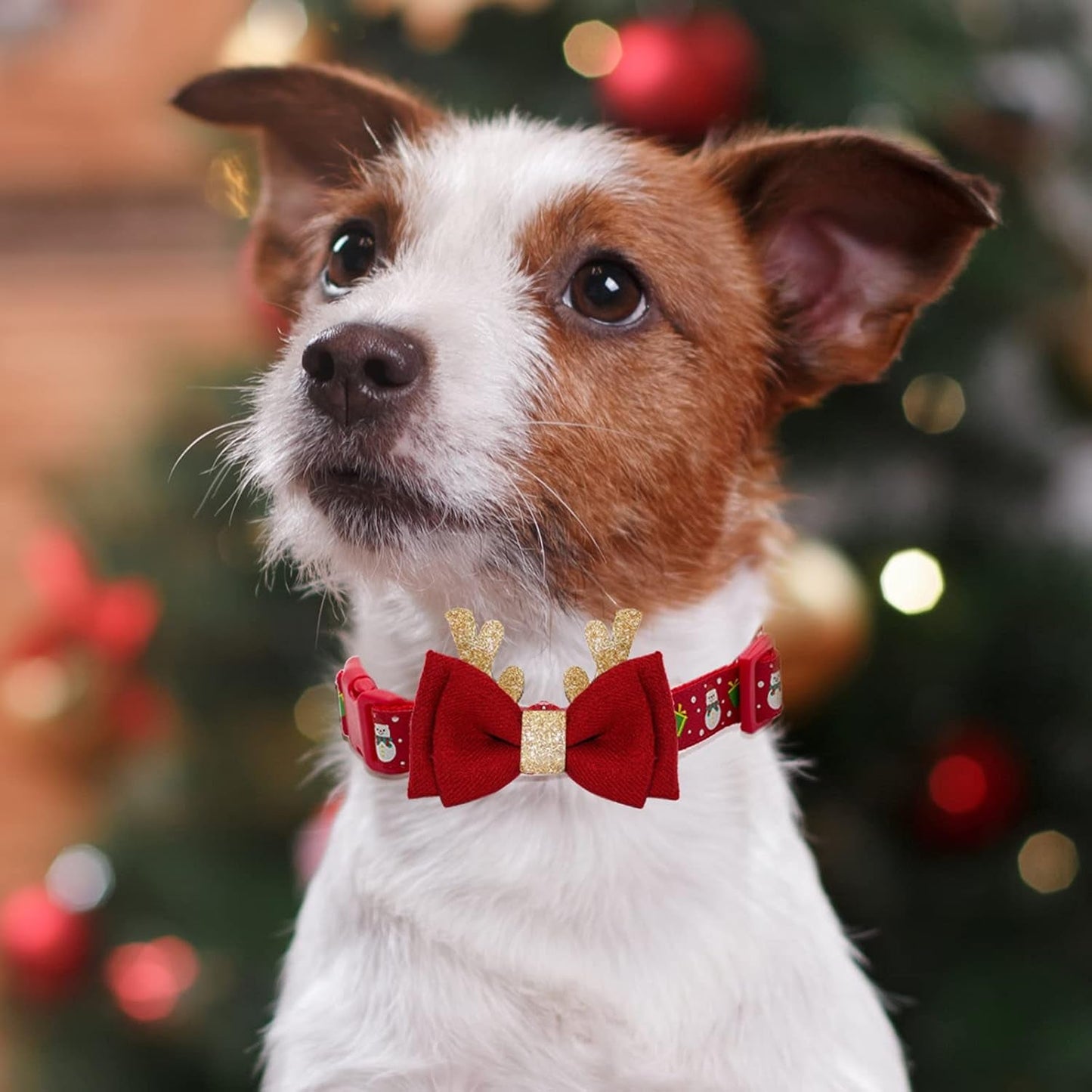 Red Xmas Dog Bow Tie & Collar Set